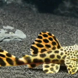 Mega-Angebot Leopard Trugschilderwels / Orangesaum Guyanaharnischwels (L 075 Ancistomus cf. Sabaji)